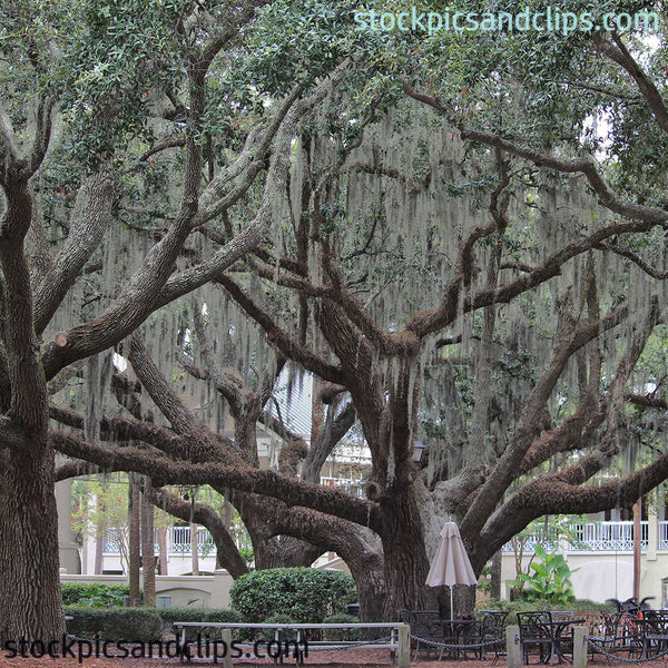 Southern Trees Hilton Head (72dpi)