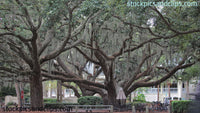 Southern Trees Hilton Head (72dpi)