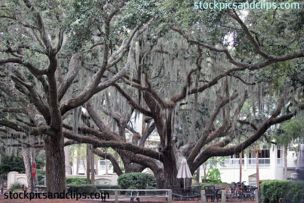 Southern Trees Hilton Head