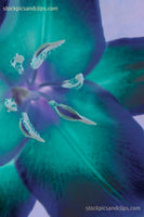 Stargazer Flower Teal and Lavender