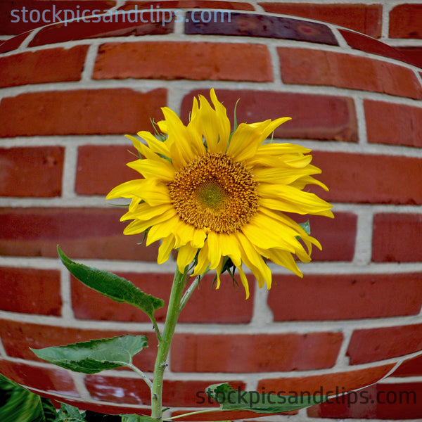 Sunflower & Bricks Printable - Square