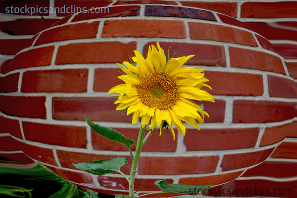 Sunflower & Bricks - Printable