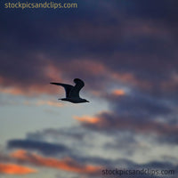 Sunset Clouds Behind Bird in Flight