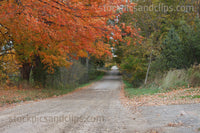 Country Road with Autumn Leaves