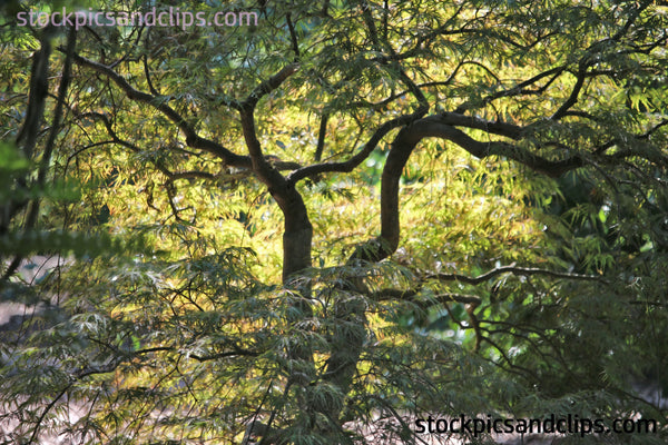 Trees Reflect Each Other