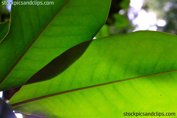 Two Green Leaves