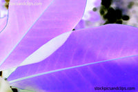 Two Green Leaves Inverted