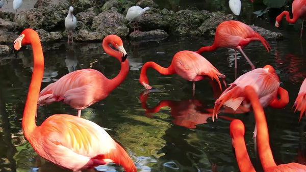 Pink Flamingos and White Ibis, Video