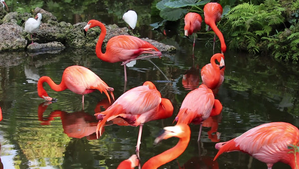 Flamingos Drink the Water They Wade In While Ibis Standby, Video