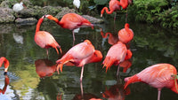 Captive Flamingos, Slo-mo Video