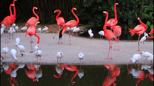 White Ibis Loiter While Pink Flamingos Walk Tall, Video