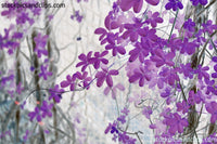 Vines on Fence Inverted