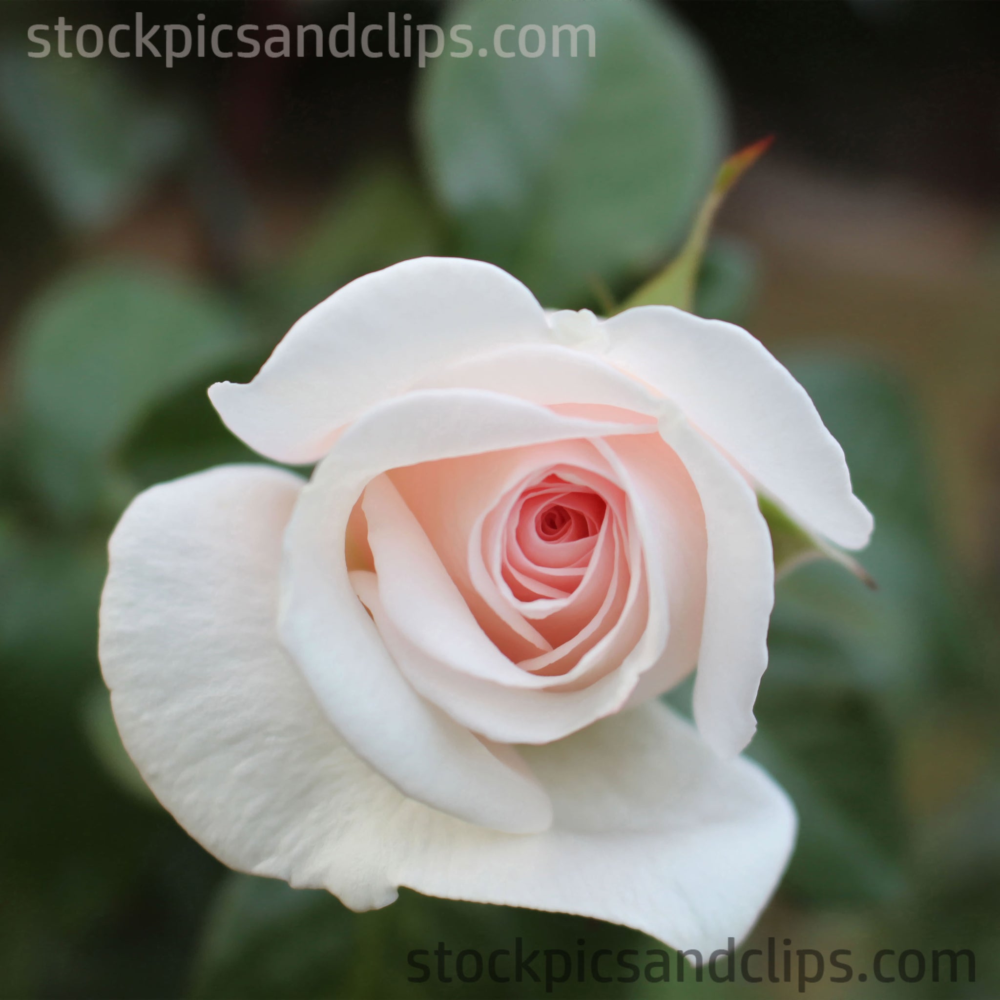WhiteRosePinkCenterinfocus22_2