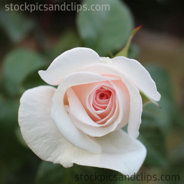 White Rose Pink Center