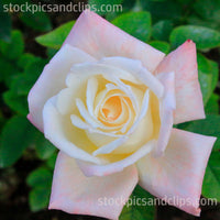 Rose, Mostly White