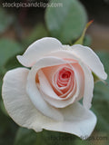 White Rose Pink Center