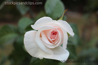 White Rose Pink Center