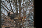 Wild Turkey in a Tree