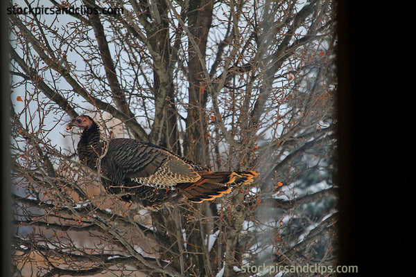 Wild Turkey in a Tree