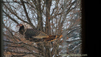 Wild Turkey in a Tree