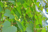 Wild Vines Green Grapes