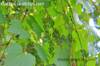 Wild Vines Green Grapes