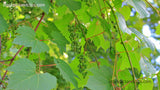 Wild Vines Green Grapes