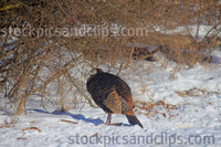 Wild Turkey Cold Turkey