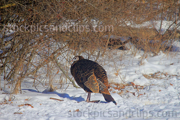 Wild Turkey Cold Turkey