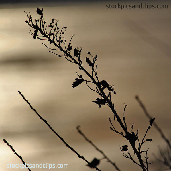 Winter Foliage Detroit River (72dpi)