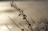 Winter Foliage Detroit River