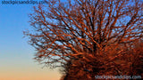 Winter Tree with Red Shadows