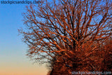 Winter Tree with Red Shadows