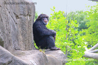 Zoo Monkey Enjoying the Edge