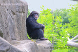 Zoo Monkey Enjoying the Edge