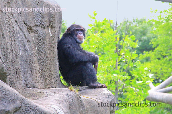 Zoo Monkey Enjoying the Edge