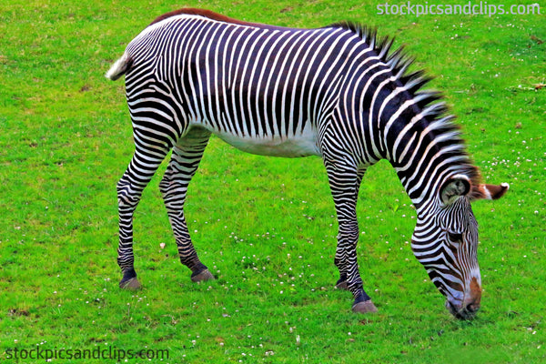 Zoo Zebra