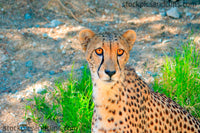 Zoo Cheetah