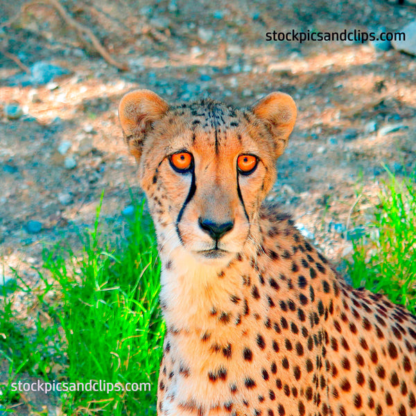 Zoo Cheetah Amber Eyes