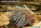 Zoo Animal Porcupine Side View