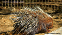 Zoo Animal Porcupine Side View