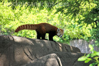 Zoo Animal Red Panda Ready to Jump