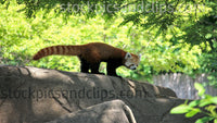 Zoo Animal Red Panda Ready to Jump