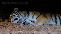 Zoo Animal Sleeping Tiger