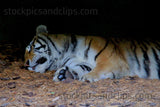 Zoo Animal Sleeping Tiger