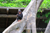 Zoo Animal Young Chimpanzee