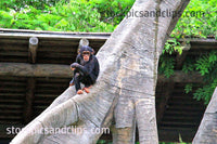 Zoo Animal Young Chimpanzee