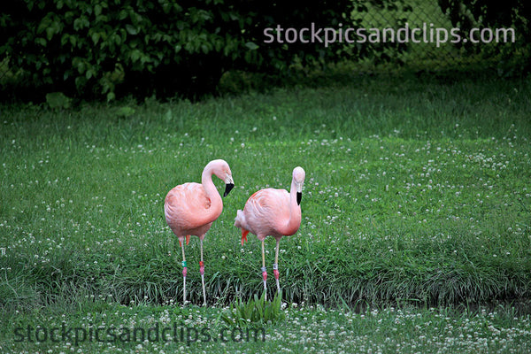 Zoo Flamingos Pinkish