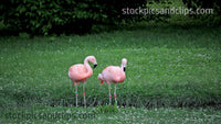 Zoo Flamingos Pinkish