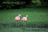 Zoo Flamingos Pinkish